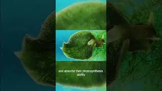This sea slug is a real life Pok&eacute;mon!!#shorts #pokemon
