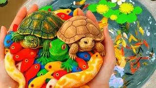 Catching Colorful Fish by Hand in Small Ponds | Betta, Guppy, Koi & Baby Turtles in Eggs.