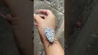 Caterpillar Transformed into Giant Leopard Moth