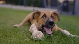 TrendPet NatureBone | Wurf- und Apportierspielzeug f&uuml;r deinen Hund