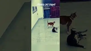 Cat fight Troll
