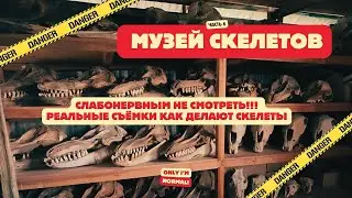 Музей скелетов | Skeleton Museum (eng&spn sub)