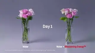 Mamonde Indonesia | 6-Days Experiment with Red Energy Recovery Serum
