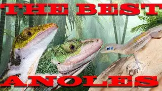 Top 5 BEST Anoles in the Reptile Hobby