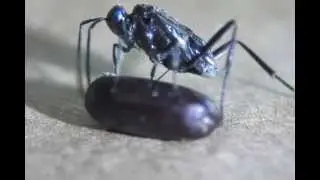 Evania appendigaster