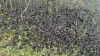 Lots of Frogs