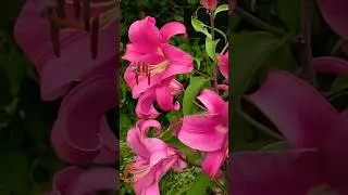 Grow, Bloom, Shine ✨ Asiatic Lily | Natural Sound