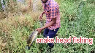 Snake head fish|| bigfish| eggs #murrelfish hunting #best hook fishing #fishing #village life style
