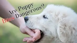 Are Puppy Bites Dangerous? 🐾 | Tips for Prevention and Safety #dog #puppy #doglover #pets #doglover