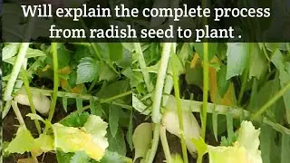Radish Plant Growth Step by Step | Seed to Plant.