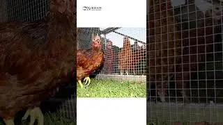 🔥Stainless Steel Welded Mesh #mesh #welding #steel #fence #factory #industry #construction #shorts