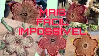 COMO FAZER MUDAS DA SUCULENTA TAPETE PERSA