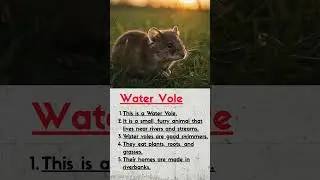 Water Vole II learn about a small creature II improve your english II english shorts II story time