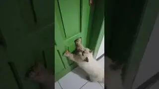 peregangan subuh#kucing #cat