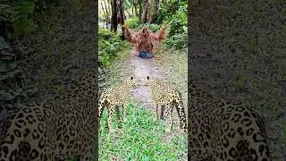 🐅 Tiger attacks a Boy in the jungle #vfx #tiger #treanding #virals #wildlife #shorts #videos