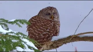 Sleepy Owl is woken by noisy birds (Video)