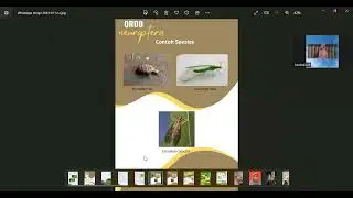 Tugas Entomologi (Ordo Neuroptera dan Ordo Mecoptera)