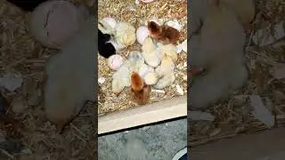 Chickens Hatching! Adorable Hen Welcomes New Flock 🐓🎉 #shorts #viral #trending #chicks #hatching