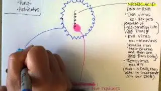 Viral Structure