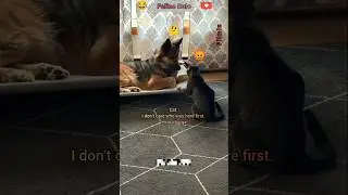The Cat is the Boss 😂😂😂