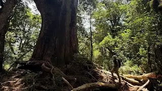 羅馬縱走 (羅葉尾山、馬武佐野郡山)