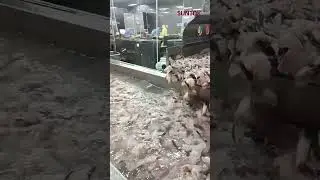 Bubble cleaning line for fish processing factory