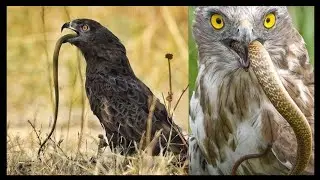 eagle 🦅 attacking monkey 🐒 snake 🐍 Fox 🦊 rabbit and others