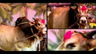 Bull Walk Majestic Ongole Bulls