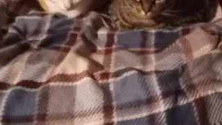 Maui cat Daddy feeds neighbors  Cat