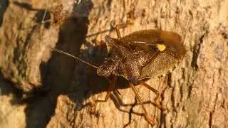 A Red-legged Shieldbug turns, expels fluid, turns again and flies away.