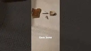 Dinosaur bone/ gem bone