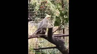 Вимираючий вид папуг - Psittacula longicauda!
