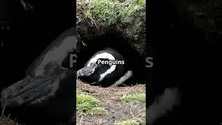 Top 5 Interesting Facts About HABITAT OF PENGUINS