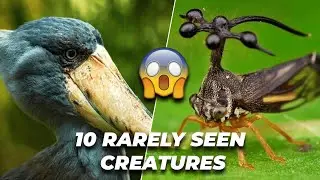 Top 10 rarely seen creatures, animals on the planet earth | rare animals in world 2021