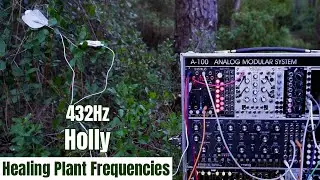 Holly Tree 432Hz: Nature's Symphony: A Meditative Escape