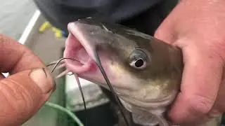 Using circle hooks to catch catfish