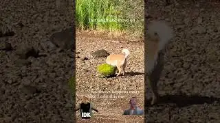 #dogs #dogshorts #funny #nature #beach