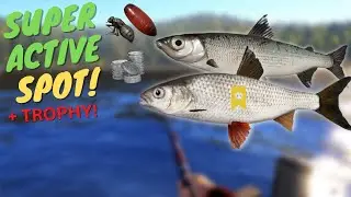 SUPER ACTIVE SIBERIAN DACE & TUGUN SPOT IN TUNGUSKA RIVER! + TROPHY! #657 Russian fishing 4