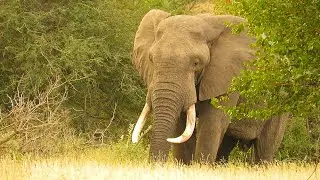 Elephant Sound &ndash; Trumpet &ndash; Rumble &ndash; Roar &ndash; Scream &ndash; Wild Animal Sound
