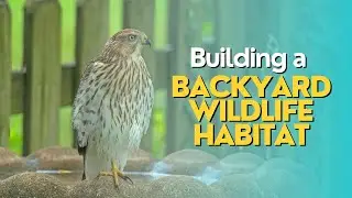 Building a Backyard Wildlife Habitat