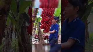 Harvest red banana go to market sell #harvest #harvesting #farmlife