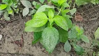 &ldquo;Why Plants Are More Important Than Technology for Human Survival&rdquo;