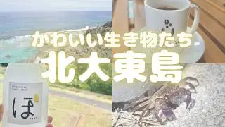 沖縄の北大東島に行って帰れなくなった！？🏝🌺【旅vlog】
