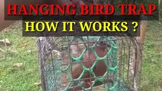 HANGING BIRD TRAP | PAANO GAMITIN | HOW IT WORKS | CARAMILTV