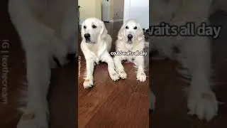 Patient Dogs Wait For Treats - Trick Goes Wrong | FUNNY