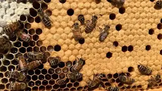 Setting Up the Apiary's Bee Observation Hive