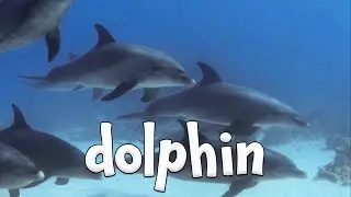 Ocean Animal Sounds