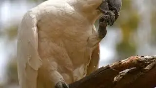Wildlife Explainer Tool Using Birds