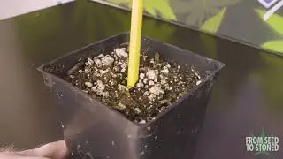 Starting an Indoor Home Cannabis Grow &ndash; My First Pheno Hunt