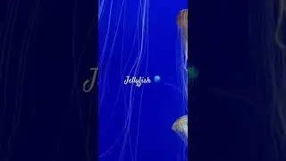 Jellyfish | Jellyfish for kids | Fish | Jellyfish live | Jellyfish aquarium | Some Random Things.